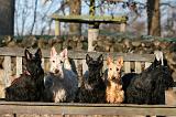 SCOTTISH TERRIER 161